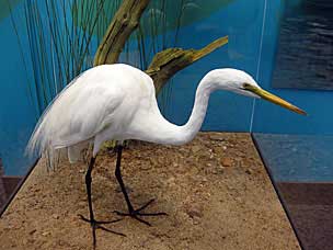 Great Egret mounted at San Diego Natural History Museum