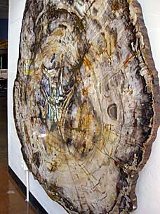 Fossilized Giant Sequoia at San Diego Natural History Museum