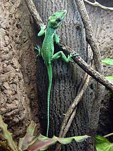 Cuban Knight Anole at San Diego Natural History Museum