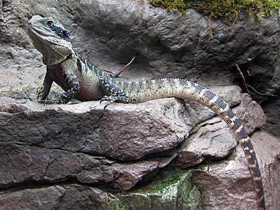 Eastern Water Dragon at San Diego Natural History Museum