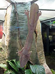 Leaf-tailed Gecko at San Diego Natural History Museum