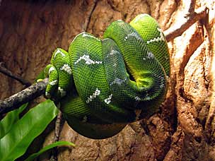 Emerald Tree Boa at San Diego Natural History Museum