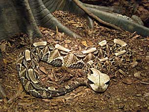 Gabon Viper at San Diego Natural History Museum