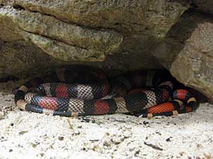 Campbell's Milk Snake at San Diego Natural History Museum