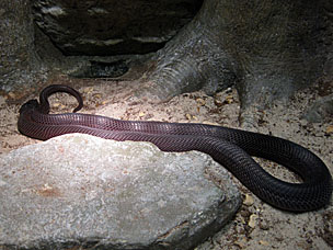 Red Spitting Cobra at San Diego Natural History Museum