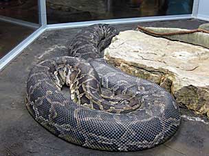 Burmese Python at San Diego Natural History Museum