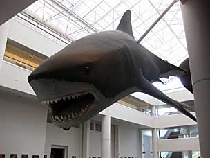 Megalodon Shark at San Diego Natural History Museum