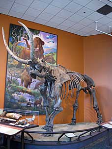 American Mastodon skeleton at San Diego Natural History Museum