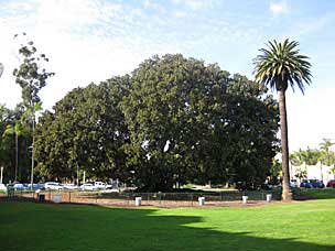 Moreton Bay Fig near San Diego Natural History Museum