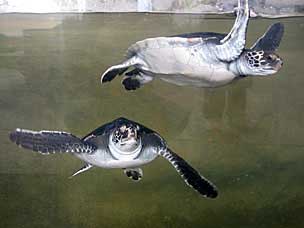 Eastern Pacific Green Sea Turtles at Chula Vista Nature Center