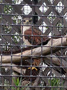 Ferruginous Hawk at Chula Vista Nature Center