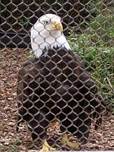 Bald Eagle at Chula Vista Nature Center