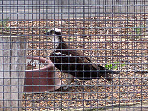 Osprey at Chula Vista Nature Center