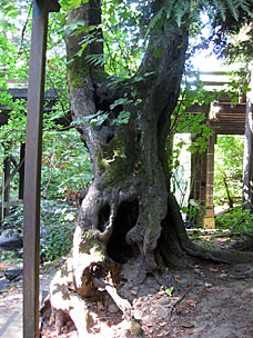 Hollowed maple tree at Leach Botanical Garden