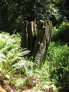 Tree stump at Leach Botanical Garden