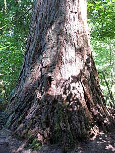 Giant Sequoia (<em>Sequoiadendron gigantea</em>)at Leach Botanical Garden