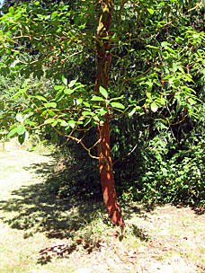 Small Pacific Madrone (<em>Arbutus menziesii</em> at Leach Botanical Garden