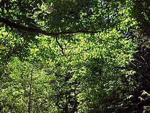 Sun through the canopy leaves at Leach Botanical Garden