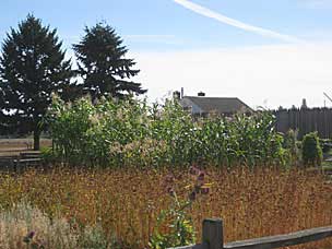 gardens at Fort Vancouver