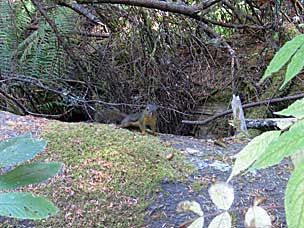 Douglas Squirrel at Fort Clatsop