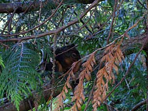 Douglas Squirrel at Fort Clatsop