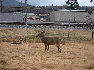 Deer pen at Heavener, Oklahoma