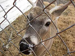 Buck at the deer pen in Heavener, Oklahoma