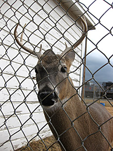 Buck at the deer pen in Heavener, Oklahoma