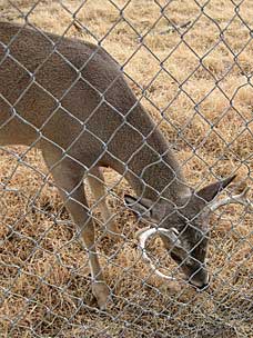 Buck at the deer pen in Heavener, Oklahoma