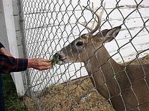 Buck at the deer pen in Heavener, Oklahoma