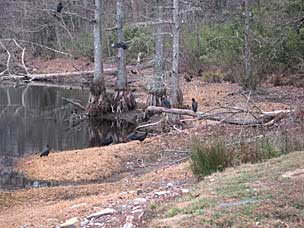 Black Vultures at Mountain Fork River, Beavers Bend State Park, Oklahoma