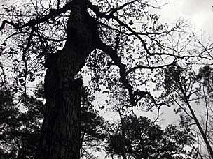 Oak tree at Beavers Bend State Park, Oklahoma