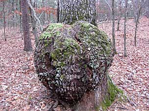 Oak tree burl at Beavers Bend State Park, Oklahoma