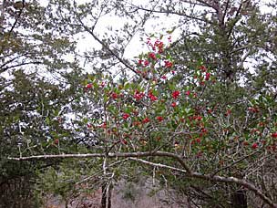 winter berries at Beavers Bend State Park, Oklahoma