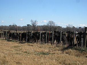 Beef cattle near the Arkansas–Oklahoma border