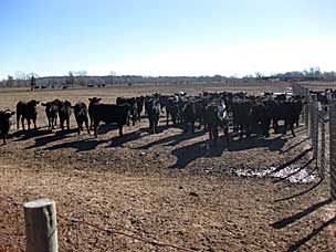 Beef cattle near the Arkansas–Oklahoma border