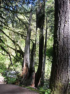 Hollowed remains of tree, Silver Falls State Park, Oregon