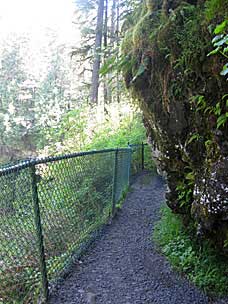 Trail on the way down to North Falls, Silver Falls State Park, Oregon