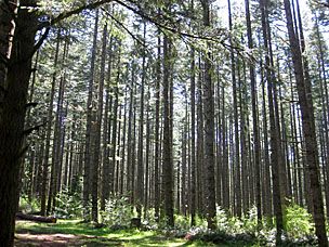 Relatively young forest area near North Falls Group Camp, Silver Falls State Park, Oregon