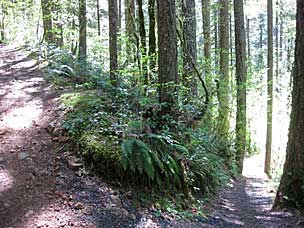 A switchback on the side trail down from North Falls Group Camp, Silver Falls State Park, Oregon