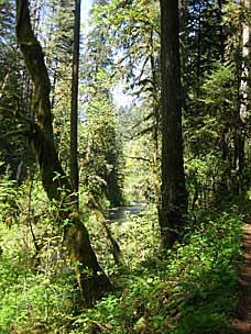 Along the North Canyon Trail below Twin Falls, Silver Falls State Park, Oregon