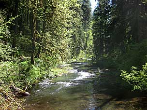 North Fork Silver Creek from footbridge to Winter Falls, Silver Falls State Park, Oregon