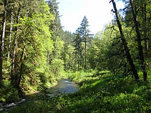 Along the South Canyon Trail below South Falls, Silver Falls State Park, Oregon