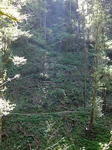 Stairs down to Lower South Falls, Silver Falls State Park, Oregon