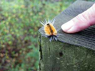 Caterpillar, probably a Spotted Tussock Moth (<em>Lophocampa maculata</em>)