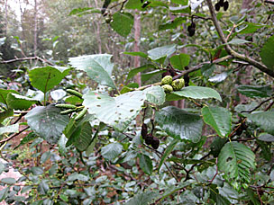 Red Alder (<em>Alnus rubra</em>) leaves, strobiles, and catkins