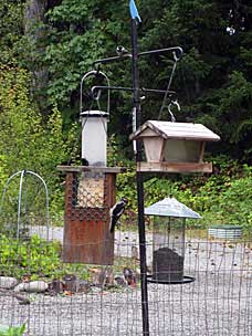 Bird feeders at Dungeness River Audubon Center