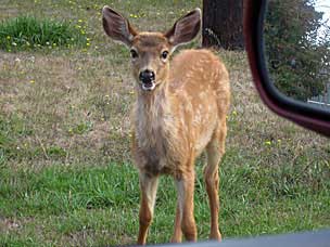 Columbian black-tailed deer (<em>Odocoileus hemionus columbianus</em>) fawn in Port Townsend, Washington