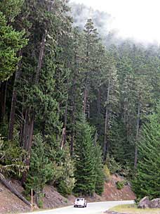 Trees dwarf a car on the way up to Hurricane Ridge, Olympic National Park, Washington