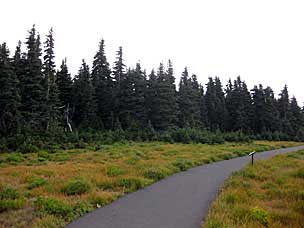 Along trail at Hurricane Ridge, Olympic National Park, Washington